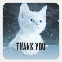 Cuite Kitten blanc avec Joli Merci d'yeux bleu
