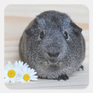 Sticker Carré Cute Agouti Guinée Cochon et marguerites