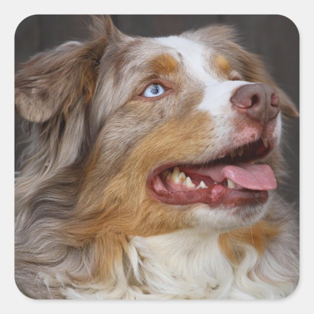 Sticker Carré Cute Aussie Chiot Amoureux des chiens Australian S (Devant)