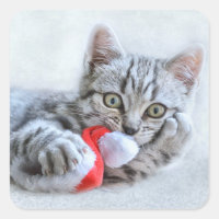 Cute Cat et Santa Claus Hat