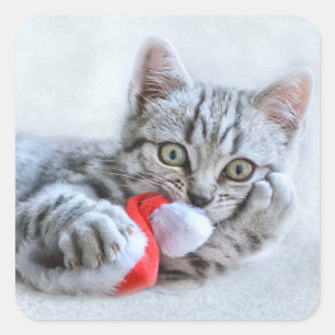 Sticker Carré Cute Cat et Santa Claus Hat