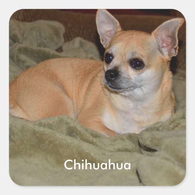 Sticker Carré Cute Chihuahua (Devant)