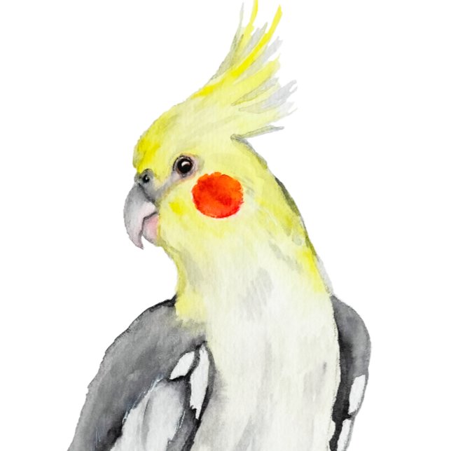 Sticker Carré Cute Cockatiel Aquarelle Parrot. (Créateur téléchargé)