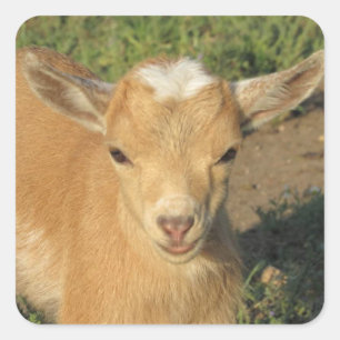 Sticker Carré Cute Gold Nigerian Dwarf chèvre laitière enfant