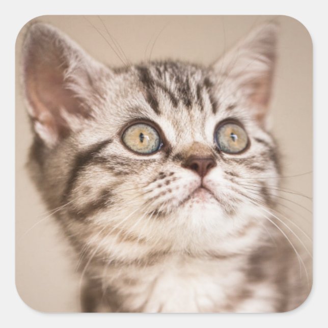 Sticker Carré Cute Grey Anglais Cheveux Courte Kitten (Tabby Ble (Devant)