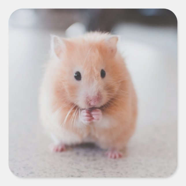 Sticker Carré Cute Hamster Aimer Animaux (Devant)