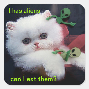 Sticker Carré Cute Kitten affamé