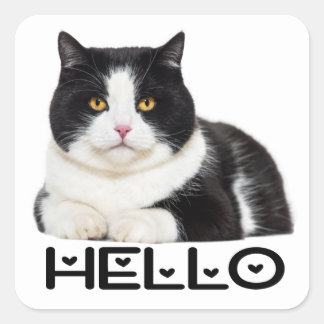 Sticker Carré Cute Kitty Noir Blanc Kitten Hello Chat