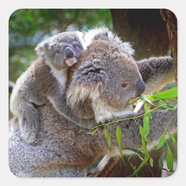 Sticker Carré Cute Koalas (Devant)