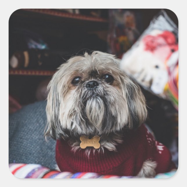 Sticker Carré Cute lhasa apso puppy at (Devant)
