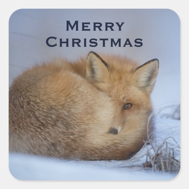 Sticker Carré Cute Little Fox Curling Up Winter Photo (Devant)