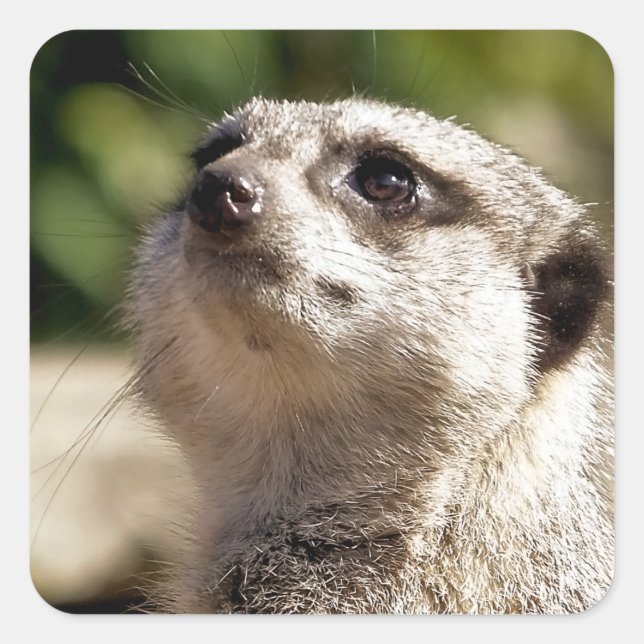 STICKER CARRÉ CUTE MEERKAT (Devant)