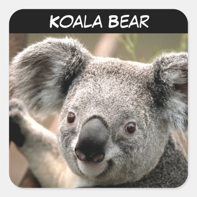 Sticker Carré Cute Ours Koala (Devant)