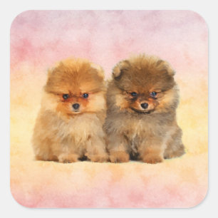 Sticker Carré Cute Pomeranian Allemand Spitz Puppies