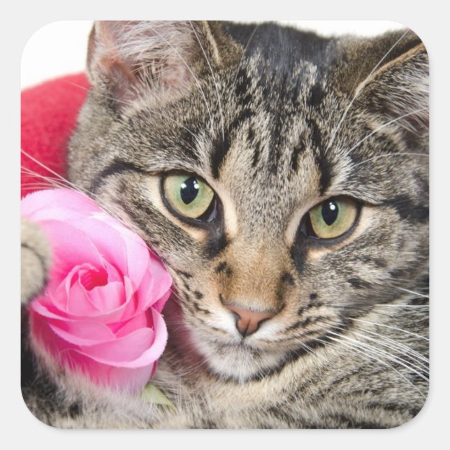 Sticker Carré Cute Tabby Chat Avec Rose (Devant)