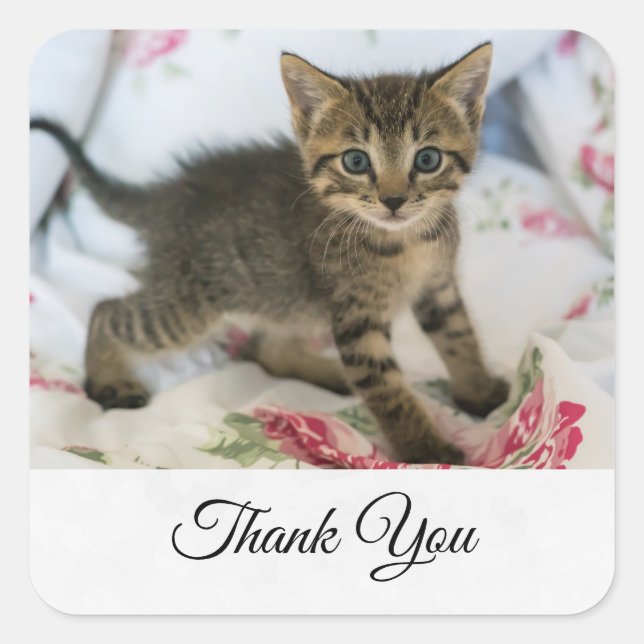Sticker Carré Cute Tabby Kitten À L'Air Surpris Merci (Devant)