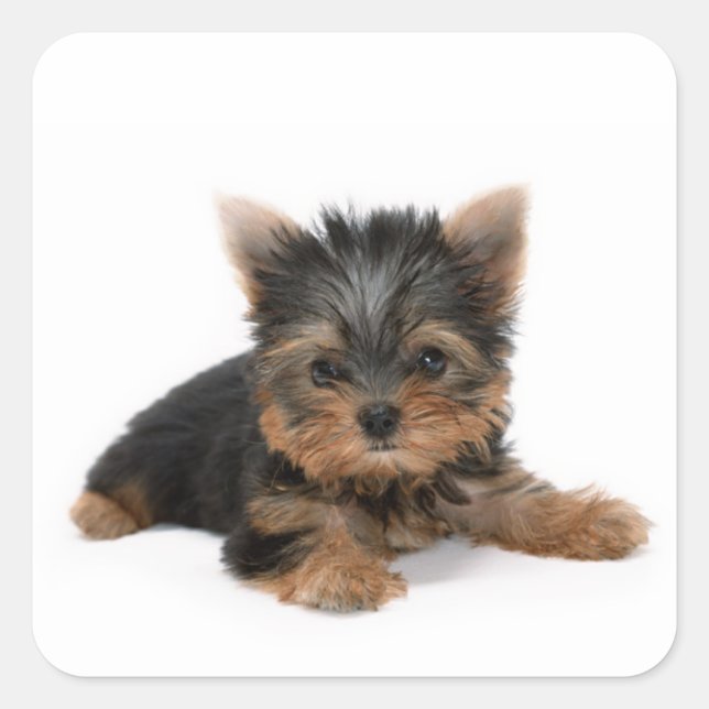 Sticker Carré Cute Yorkshire Terrier Puppy (Devant)