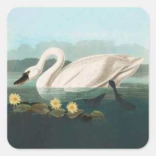Sticker Carré cygne audubon cygnes d'eau blanche