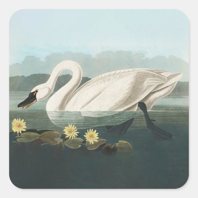 Sticker Carré cygne audubon cygnes d'eau blanche (Devant)