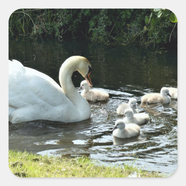 Sticker Carré Cygne blanc avec poules (Devant)