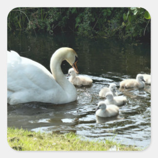 Sticker Carré Cygne blanc avec poules