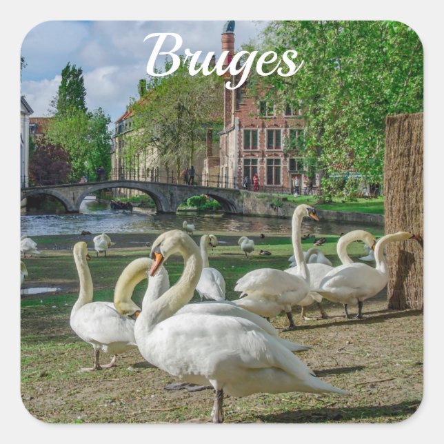 Sticker Carré Cygnes blancs à Bruges (Devant)