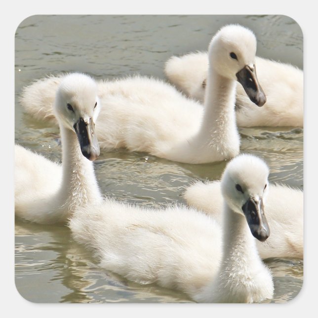 Sticker Carré Cygnets (Devant)