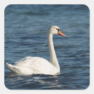 Sticker Carré Cygnus cygne blanc