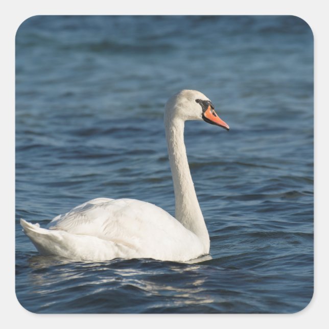 Sticker Carré Cygnus cygne blanc (Devant)