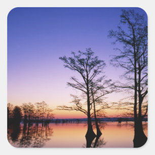 Sticker Carré Cyprès chauves silhouettés au coucher du soleil,