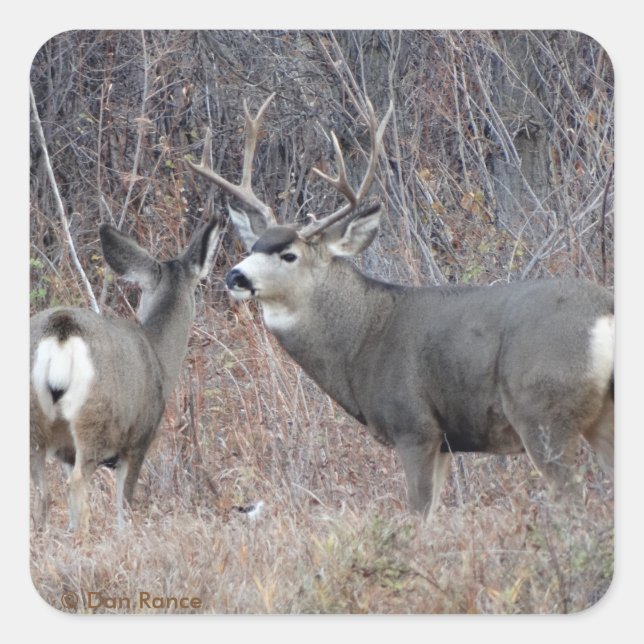 Sticker Carré D29 Mule Deer Buck and Doe (Devant)