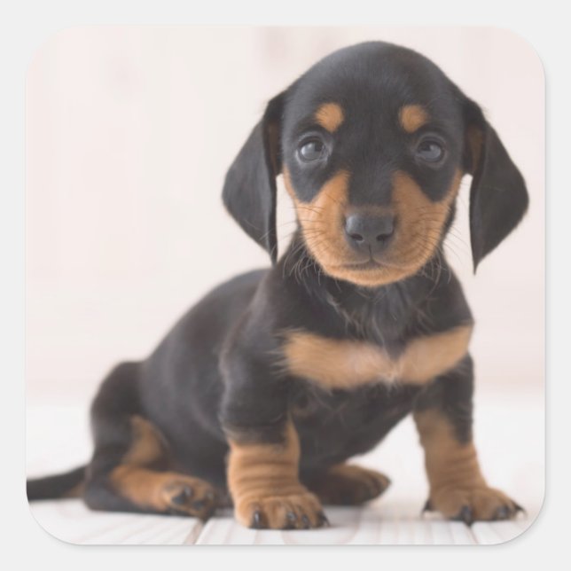 Sticker Carré Dachshund Miniature assis (Devant)