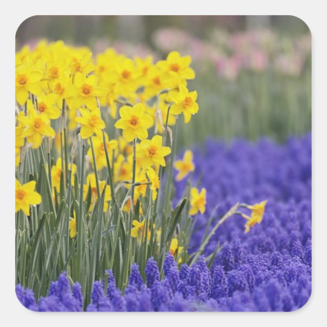 Sticker Carré Daffodiles et l'Hyacinthe du raisin, Keukenhof 3 (Devant)