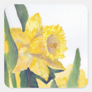 Sticker Carré Daffodiques de printemps