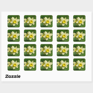 Sticker Carré Daffodiques de printemps jaune