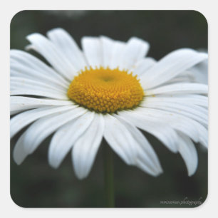 Sticker Carré Daisy - Face vers le haut