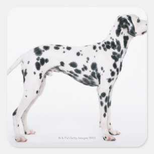 Sticker Carré Dalmatien 3