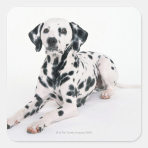 Sticker Carré Dalmatien 4