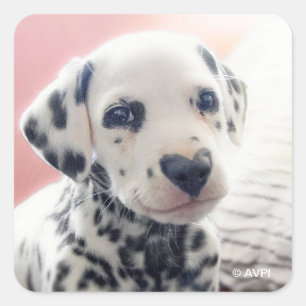 Sticker Carré Dalmatien Nez de Coeur