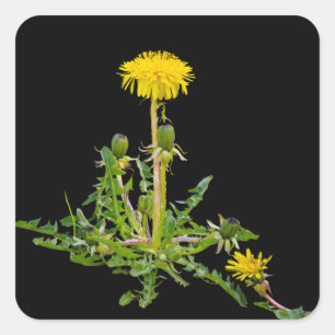 Sticker Carré Dandelion fleurit