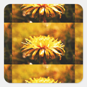 Sticker Carré Dandelion Fleurs Jaunes Vins Printemps