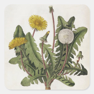 Sticker Carré Dandelion (gravure couleur)