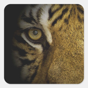 Sticker Carré Dans l'oeil d'un tigre
