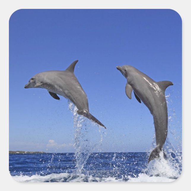 Sticker Carré dauphin 2 (Devant)