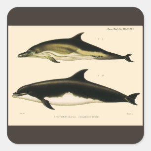 Sticker Carré Dauphins vintages, animaux marins et mammifères