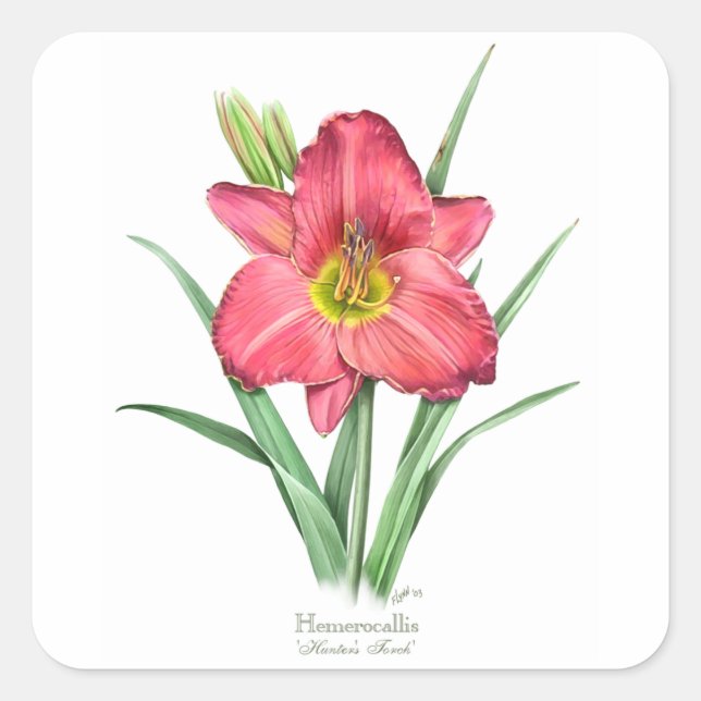 Sticker Carré Daylily - Chasseur de flamme (Devant)