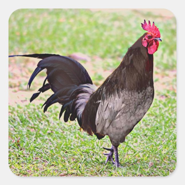 Sticker Carré Delaware Blue Hen (Coq) (Devant)