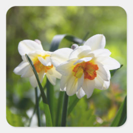 Sticker Carré Délicat mignon daffodils printemps
