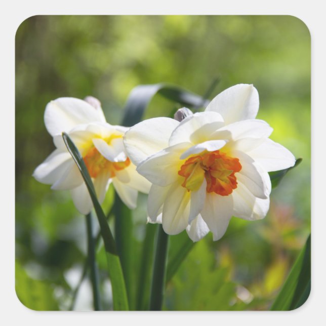 Sticker Carré Délicat mignon daffodils printemps (Devant)
