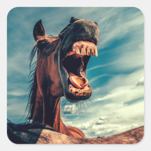 Sticker Carré Dents de bouche du cheval Proximité animal de Chev
